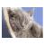 Картина по номерам красками на картоне А4 "Спящий котёнок" РЫЖИЙ КОТ Р-2395 (182212)